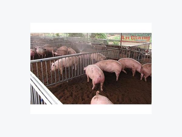Hiệu Quả Mô Hình Nuôi Heo Bằng Kỹ Thuật Sử Dụng Đệm Lót Lên Men