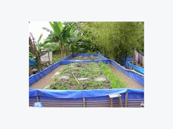 Phát Triển Phong Trào Nuôi Lươn Đồng