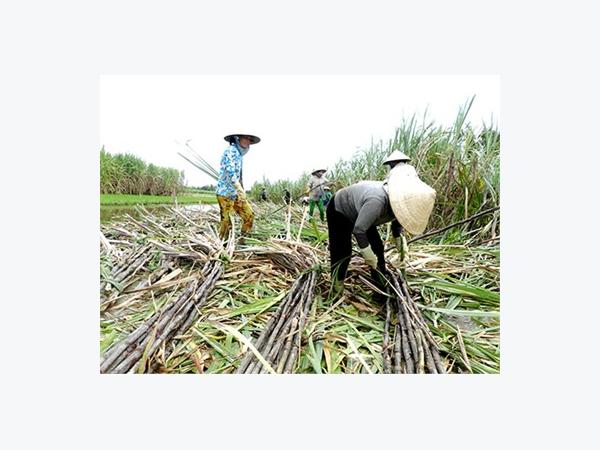 Đắng Lòng Người Trồng Mía