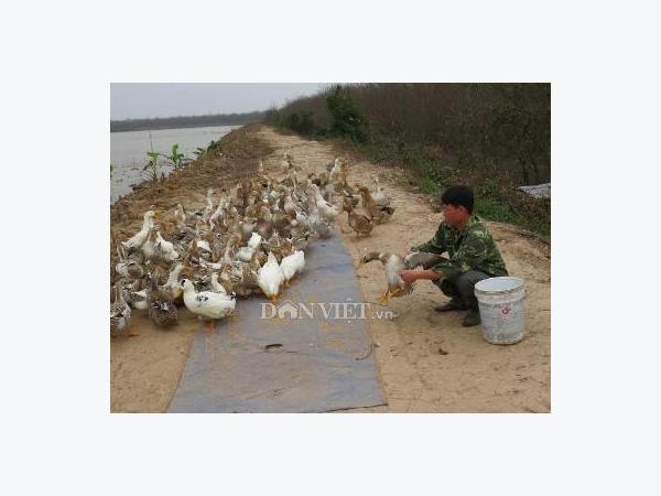 Trang trại Đoàn Văn Vươn cán mốc một vạn con vịt biển