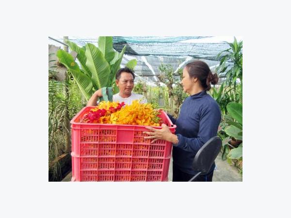 Làm giàu nhờ hoa lan Mokara