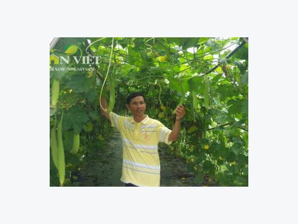 Tỷ phú chữ làm giàu bằng rau sạch