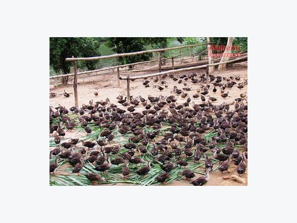 Nuôi vịt trời dưới thác Sao Va cho thu nhập khủng