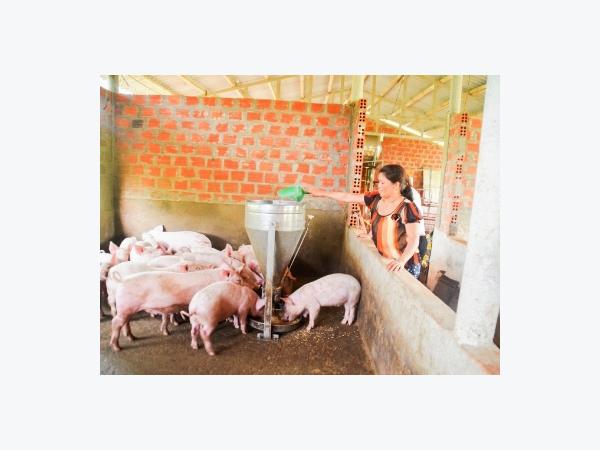 Vươn lên từ mô hình chăn nuôi lợn