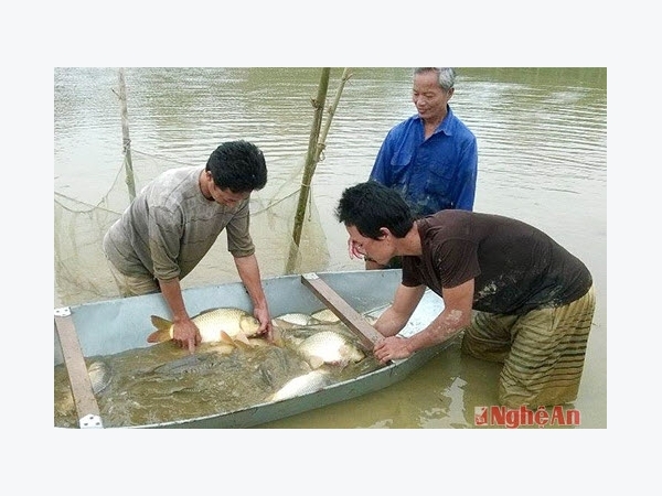Nông dân thu lợi 'kép' từ nuôi cá ruộng lúa