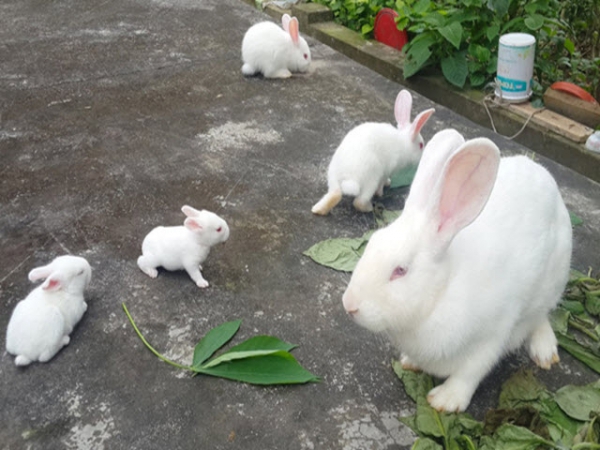 cách nuôi thỏ con