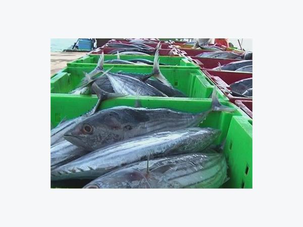 10 Tháng, Sản Lượng Khai Thác Thủy Sản Toàn Tỉnh Khánh Hòa Đạt 72. 380 Tấn