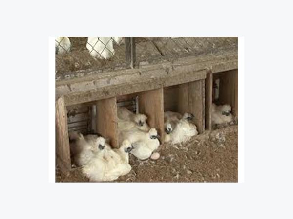 Một số nguyên nhân làm gà giảm đẻ và biện pháp khắc phục