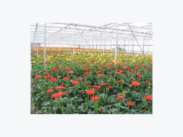 Có 52 Cơ Sở Được Nhận Nhãn Hiệu Rau, Hoa Đà Lạt