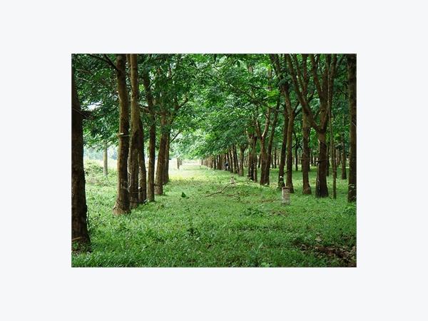 Bàn Cách Phát Triển Cây Cao Su Tại Bắc Trung Bộ