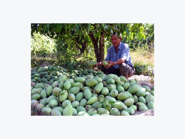 Xoài Cát Hòa Lộc Nghịch Vụ Giá Cao
