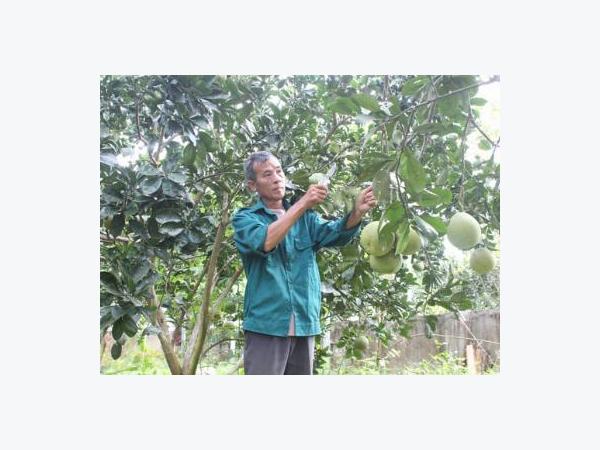 Đi Hà Nội chơi, “mang về” vườn bưởi lãi nửa tỷ đồng/năm