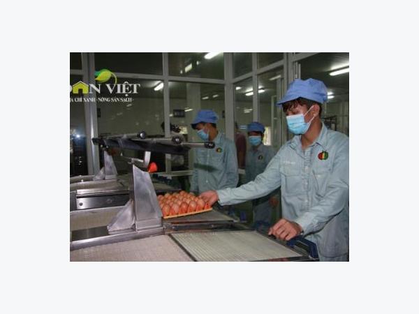 Chuỗi chăn nuôi 3F: Xử lý 45.000 quả trứng sạch mỗi giờ