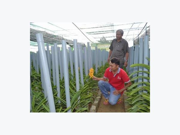 Trồng lan cắt cành thu gần 3 triệu đồng mỗi ngày