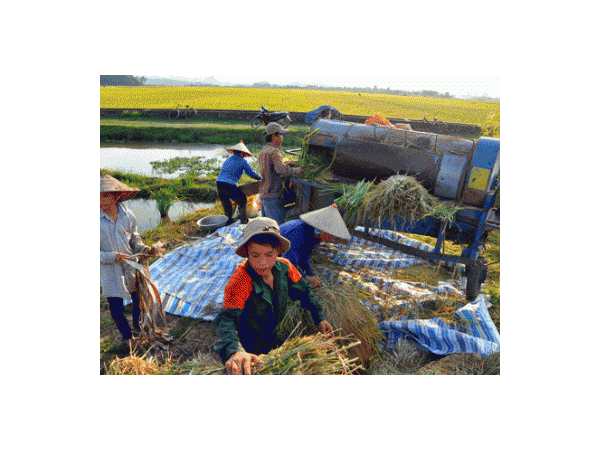 Sản xuất lúa theo VietGAP, nông dân hưởng lợi kép