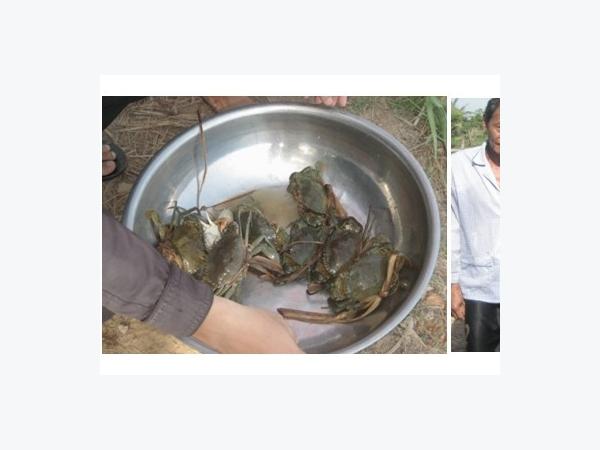 Nuôi cua thương phẩm bằng con giống sinh sản nhân tạo - hướng mới cho nông dân Bình Chánh