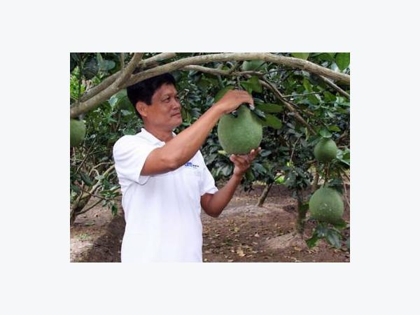 Liều trồng bưởi, lãi trăm triệu