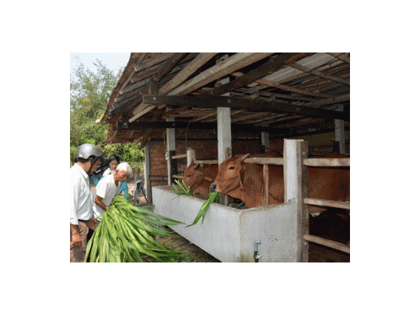 Xây nhà lầu, sắm xe hơi nhờ nuôi bò