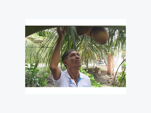 Ông Nguyễn Văn Út làm giàu nhờ vườn dừa xiêm đỏ