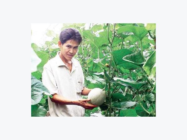 Trồng dưa ngọt ở vùng hạn mặn thu trăm triệu mỗi năm