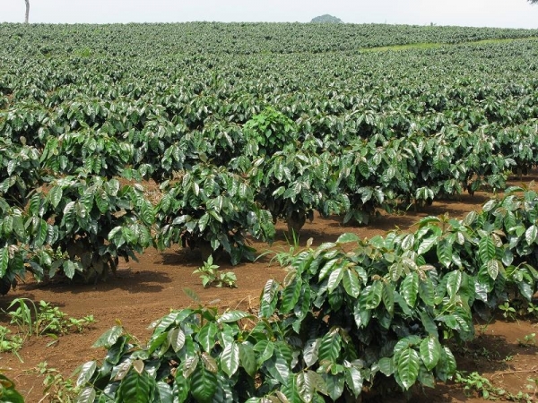 Tăng năng suất cây trồng bằng chất điều hòa sinh trưởng Gibberellin