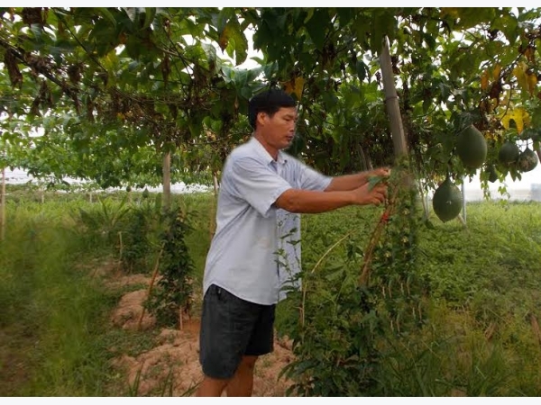 Bắc Ninh Làm giàu từ mô hình trồng gấc cao sản
