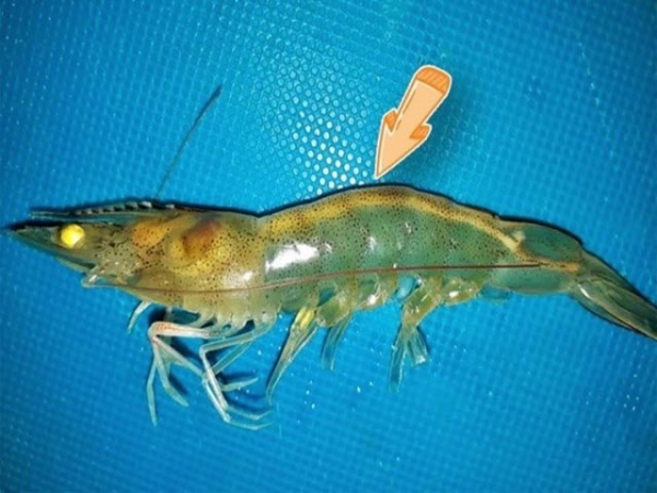 Sâu hơn về