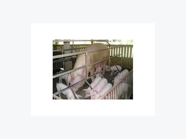 Kỹ Thuật Nuôi Lợn Thịt