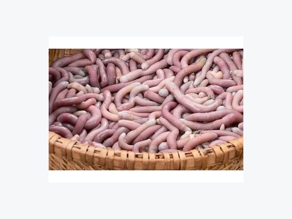 Bảo hộ chỉ dẫn địa lý cho sá sùng ở Vân Đồn