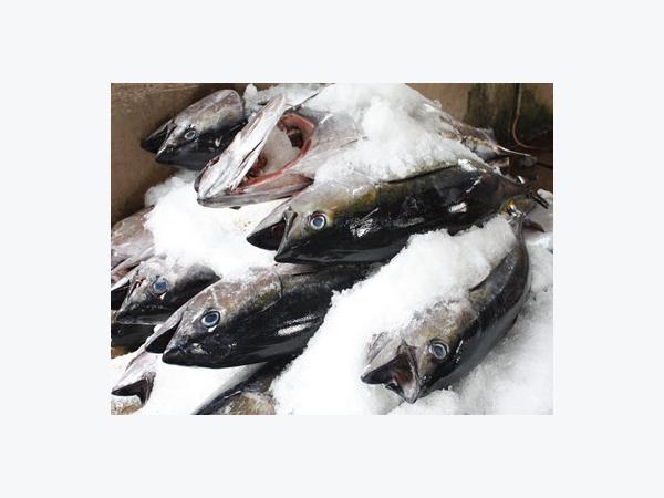 Giá cá ngừ, tôm hùm tại Phú Yên 06-10/01-2015