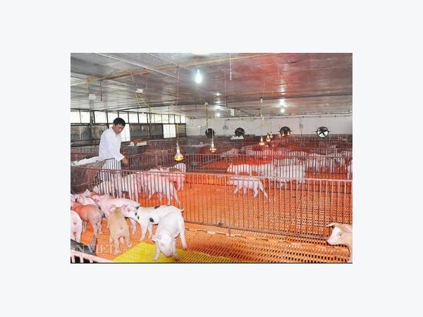 Chuỗi liên kết chăn nuôi - tiêu thụ tại cơ sở