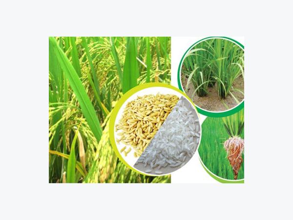 Giá lúa gạo tại Đồng Tháp ngày 15-05-2015