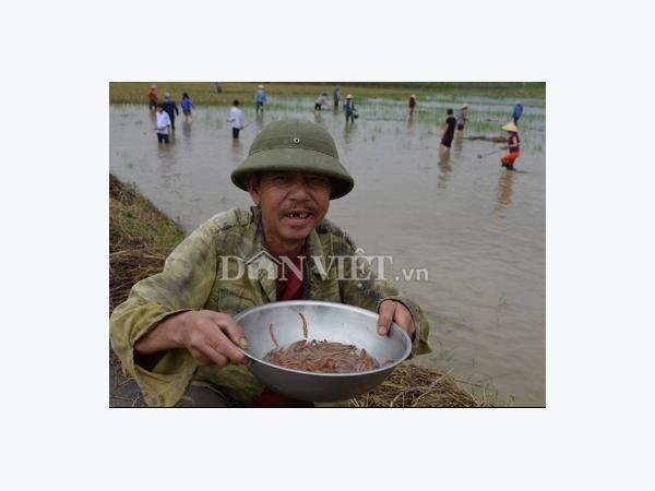 Già trẻ xuống đồng săn rươi, hớt vàng mười trên cạn