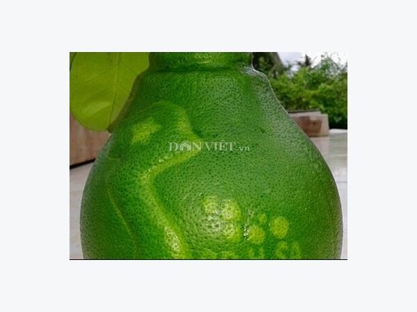 Hé lộ bí quyết trồng bưởi tạo hình bản đồ Việt Nam