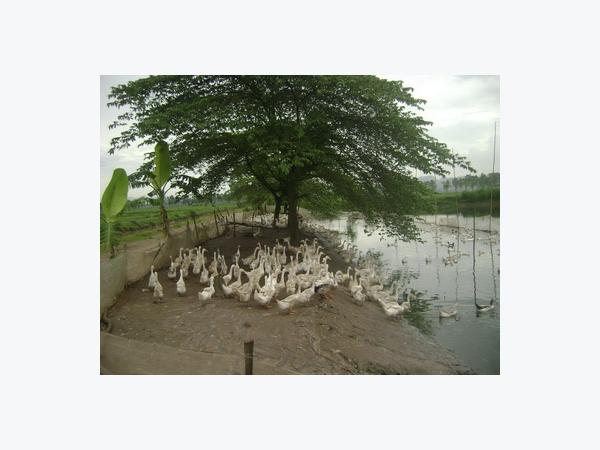 Làm giàu từ mô hình đào ao thả cá  Trang tin điện tử xã Đồng Phúc