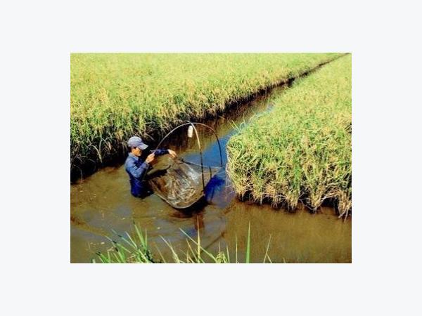 Những mùa tôm thăng trầm