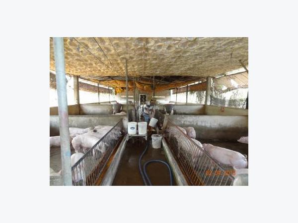 Trung Quốc ngưng thu mua, giá heo xuống khá thấp