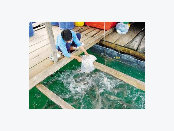 Kiên Giang: Phát triển nghề nuôi lồng bè ngoài đảo