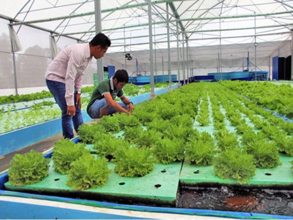 Sản xuất rau an toàn  xu thế mới của nông nghiệp công nghệ cao  Báo Bắc  Kạn điện tử