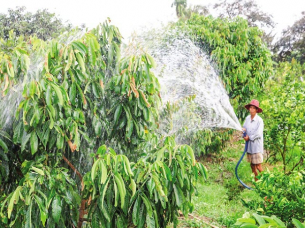 Ứng phó hạn, mặn cho vườn cây ăn trái