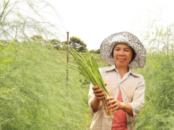 Trồng măng tây hướng hữu cơ tại Lâm Đồng