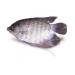 nuoi-ca-tai-tuong-lai-500-trieu-nam