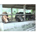 nuoi-bo-co-the-mang-lai-gia-tri-kinh-te-cao-o-mo-cay-nam-ben-tre-1