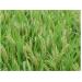 Lúa Lai Được Bao Tiêu Với Giá 25.300 Đồng/kg