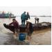 khai-thac-duoc-gan-1-500-tan-ca-ngu-dai-duong