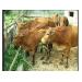 Hướng lai tạo các giống bò chuyên thịt ở Việt Nam