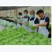 Nông nghiệp công nghệ cao hút vốn Nhật Bản
