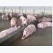 Dốc cơ nghiệp tạo thương hiệu “Lợn sạch Tân Yên”
