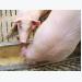 Pig feed middlemen dislike Smithfield’s farm-direct buys