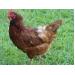 Avian influenza and the risk from backyard flocks